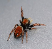Mystery Jumper - Jumping Spider Random Species - Buy2Get1Free