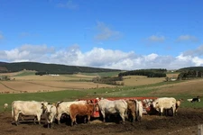 Photo 6x4 Feeding Time Tarland Sometimes grass is not enough as these cat c2017
