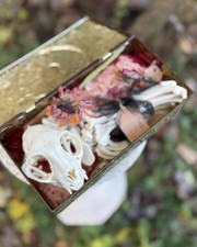 Custom Dermestid Beetle Cleaning - Pet Memorial - Funeral/Burial - Bones XSmall