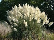 ( 1 )- White Pampas Grass ( cortaderia ) - Starter Plant ( 4m ) ( 1 live plant )
