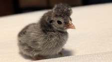 6 eggs: Special Kikiriki Bantam Chicken Hatching Eggs: Pocket, Teacup, Tiny