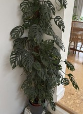 Monstera Laniata Rooted Cutting