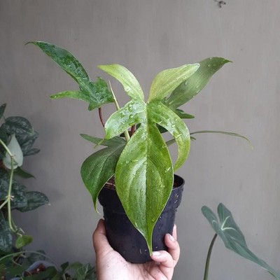 Philodendron Florida Ghost Exotic Leaf Rare Unique
