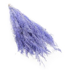 Getrocknete Zitterpflanze (Briza Segromigno) - Lavendel