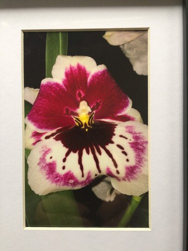 Miltonia "Pansy" Orchid Framed Flower Photos 11.25" x 9.25" - Picture 3 of 4