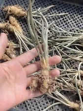 3pcs 2-3cm Caput-medusae Astrophytum RootTuber Succulent Cactus plants