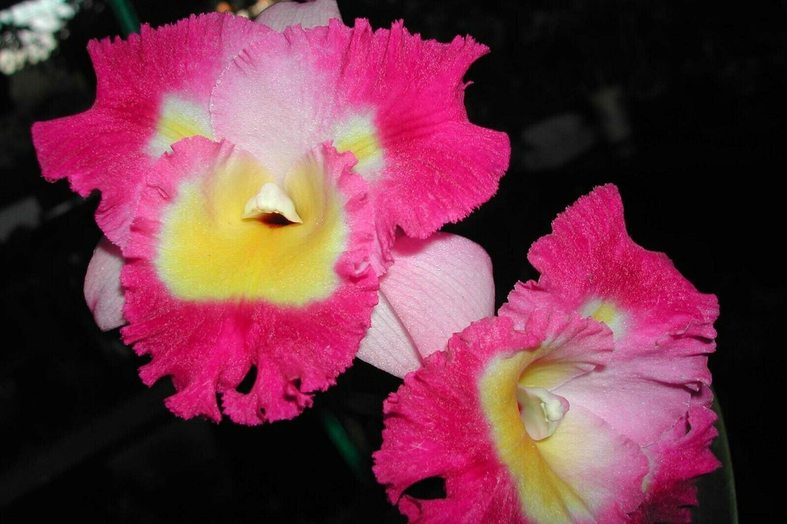 (176-3)Otaara Hwa Yuan Bay 'She Shu'        young plant