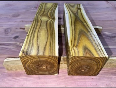 1 PC Staghorn Sumac 3x3x12''  NICE COLORS