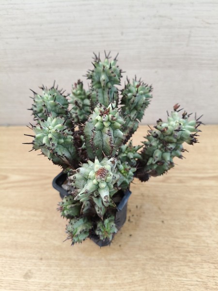 3234  EUPHORBIA  Horrida mostruosa , vaso de 7,0cm. cactus suculenta .