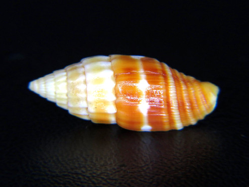 MITRA "VEXILLUM" GERONIMAE:THE ONLY SUPER RARITY ON EBAY @ 20.77MM-ID BY AUTHOR!