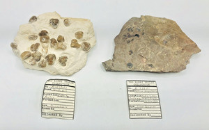 Lot2 Brachiopod Plates Paterina Prospectensis Cadiz CA Spirifer Redhritz Austria