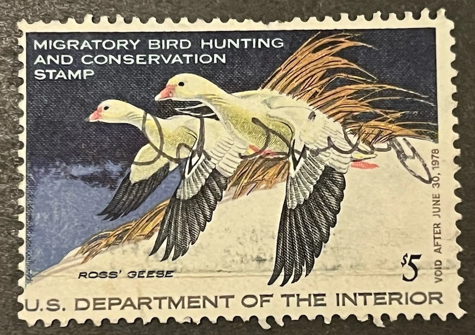 Travelstamps: 1977 US DUCK STAMPS  SCOTT #RW44 $5 ROSS' GEESE USED - Image 2 of 4