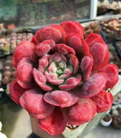 Echeveria 'Raindrops' Large 10cm Nice succulent plant 61