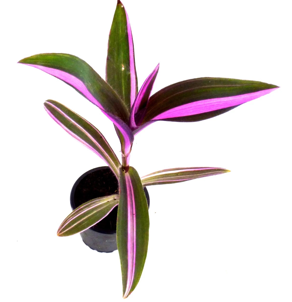 Tradescantia Pallida online kaufen | eBay.de