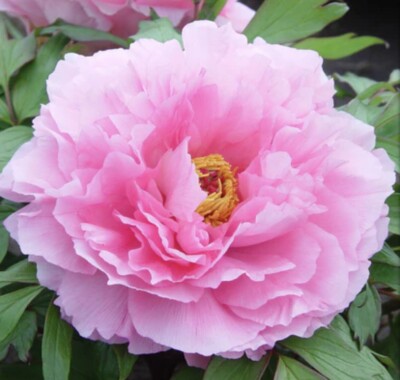 Japanese Rou Japanese Tree Peony Rou Fu 2 Years Old In 9cm Pot | eBay UK
