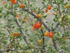 Lycium andersonii | Anderson's Boxthorn or Desert Thorn | Squawberry | 100 Seeds