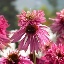 Echinacea Doubledecker Perennial Flowering Hardy Coneflower Plant in Pot