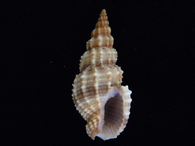 Muscheln Phos senticosus 38,7mm ID#3985C 