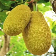 1 whole fresh jackfruit