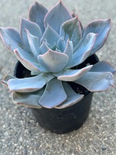 Echeveria Desmetiana De Smelt Live Succulents Plant 2” Fully Rooted
