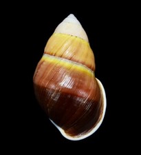 LAND SNAIL, SHELL - Amphidromus ingens- NICE PINK ORANGE, 64.4MM