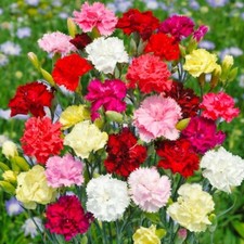 Lot De 50 Graines D'Oeillet Des Fleuriste Double Variés Extra, Vivace,Semences