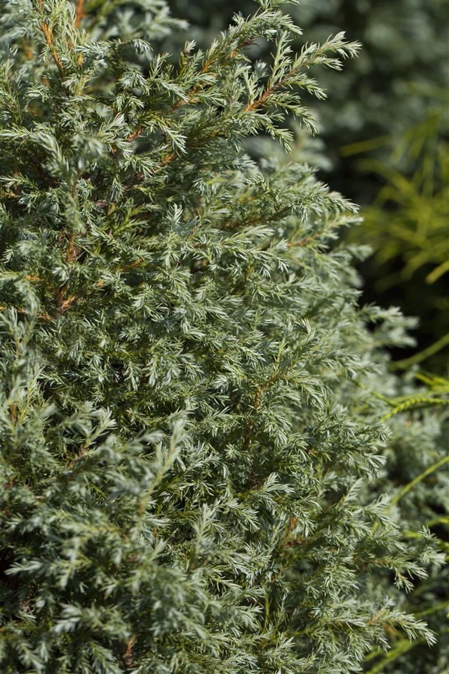 Chamaecyparis pisifera 'Baby Blue', Scheinzypresse, blau, 20–30 cm - Bild 4 von 4