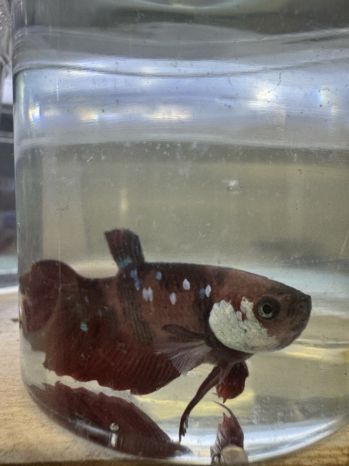 Live Male Koi Plakat Betta Fish for Aquarium