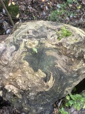 Large Unique Burl Wood Knot On pine For Wood Working, Fine Wood Projects, Crafts
