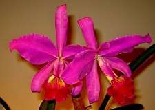 Cattleya Species ´Giant Flower´ Selection Duft Orchidee Orchideen