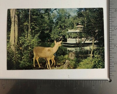 vintage postcard doe & fawn western cruise boat ride cedar