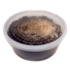 Temperate Springtail Culture 8oz Live Bioactive Terrarium Cleanup Crew Free Ship