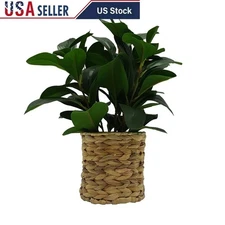 Artificial Peperomia Plant UV Resistant Indoor Decor W/ Water Hyacinth Basket US