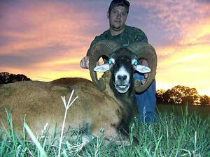 clearance outlet deals SHEEP HUNT for Mouflon Ram in Mason