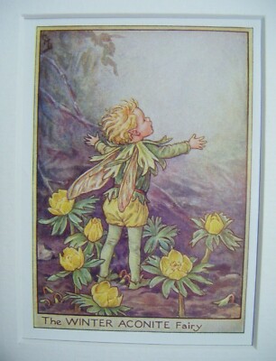 Vintage Flower Fairies Print & Mount Winter Aconite Fairy Cicely Barkerc1930's 