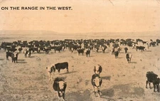 Vintage Postcard 1917 On The Range In The West Animals Pasture Cows R. C. Smith