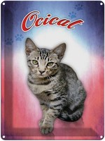 Blechschild 40X30 Cm Katze Ocicat Deko Geschenk Metall Schild