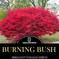 25 Burning Bush Seeds Perennial Shrub Colorful Foliage Fall Red