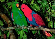 Postcard -  Eclectus Parrots Cape York Peninsula Australia Bird Park.