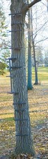 Quick Tree Climbing Sticks Ladder Steps for Treestands Deer Hunting Gear and Acc