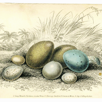 ウィリアム・ホーム・リザーズNaturalist Library Lizars William Home