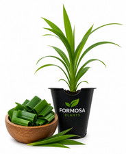 Pandan Plant-1 Live Plant in a 2 Inch Pot-Fragrant Herb-Pandanus