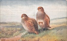 TUCK POSTCARD PARTRIDGES UNUSED /USED GOOD PLUS VERY GOOD