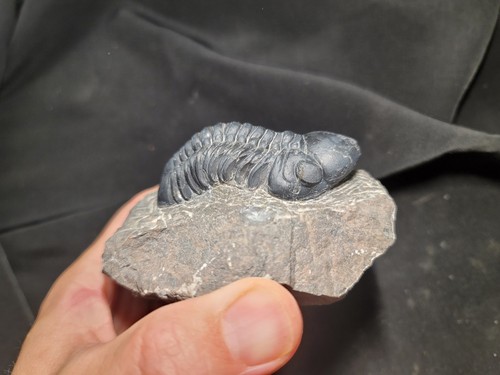 Excellent Black Shell Reedops hamlagdadianus Trilobite Devonian Morocco - Picture 4 of 5