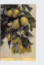 PPC Postcard CA California Lemons