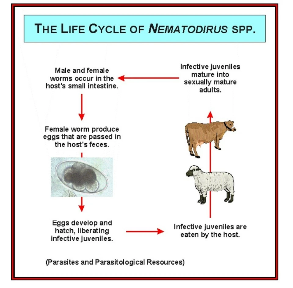 Ovejas, cabras y rumiantes antiparásitos anti-gusanos - desparasitante - Hecho en EE. UU. Foto 2 de 4