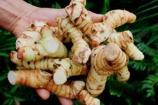 White Galangal Bulbs Rhizome (Alpinia galanga) 300+ gr for Planting