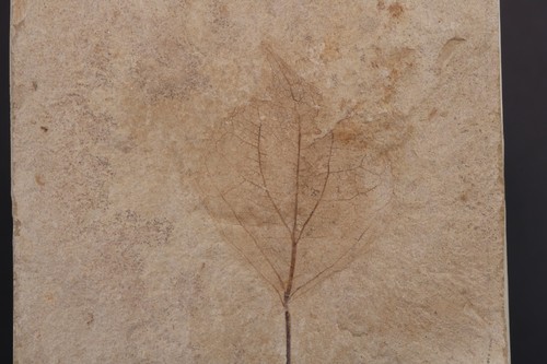Fossil Leaf Unpainted Populus Green River Formation Bonanza Utah UT COA 7388