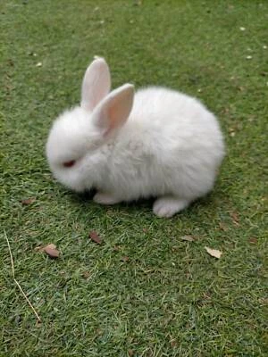 calico bunnies for sale