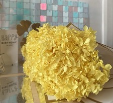 Preserved hydrangea